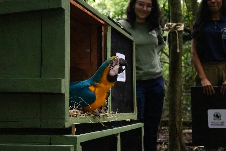 Las guacamayas regresan a Río de Janeiro 200 años después