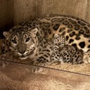 It’s a girl! John Ball Zoo announces baby snow leopard cub’s name