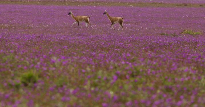 SONAMI acude a Tribunales para invalidar la creación del Parque Nacional Desierto Florido: Acusan expropiación regulatoria