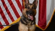 ALEA K-9 dies after helping Alabama officers fight illegal narcotics