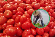Gobierno fija precios mínimos de exportación para tomate mexicano ante medidas comerciales de EEUU