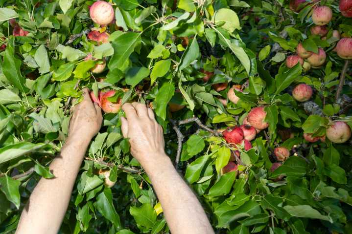 The Scrappy Volunteers Rescuing Fruit From East Bay Backyards
