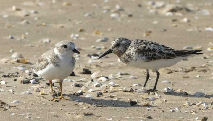 Piping plovers El and Bean have made a new home at 63rd Street beach