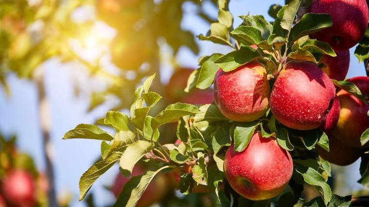 ¿Cómo se llama el árbol de la manzana? Pocas personas saben su nombre