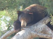 Meet Santa Monica Mountains’ first black bear family in decades