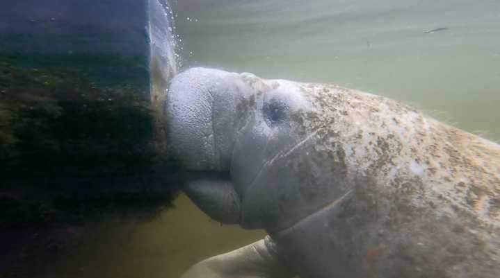 Boating rights vs. protecting manatees: How one Florida river is becoming a battleground