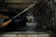 Igualdad Animal exhibe crueldad en rastros de Argentina