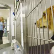 NYC animal shelters accepting pet surrenders again, speeding up new Bronx facility
