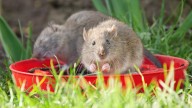How to rat-proof your yard — 5 expert tips to keep rodents away