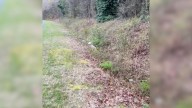 North Carolina Rescuers Were Stunned To Find A Pup In The Ditch