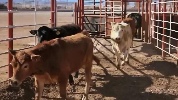 UGRS a favor de acuerdo binacional contra gusano barrenador