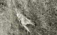 Ataque con explosivos en Tepalcatepec, Michoacán afectó al ganado; reportan al menos una docena de animales muertos