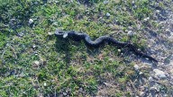 Vet issues warning after two dogs bitten by venomous snakes in North Yorkshire