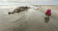 Contributor: It's time to save the whales again