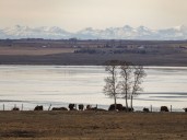 Cyanobacteria advisory issued for popular fishing lake east of Calgary