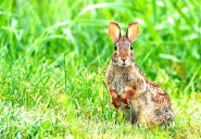 Colorado Parks Officials Reassure Visitors They Have Nothing To Worry About As The Region's Rabbits Sprout Tentacles