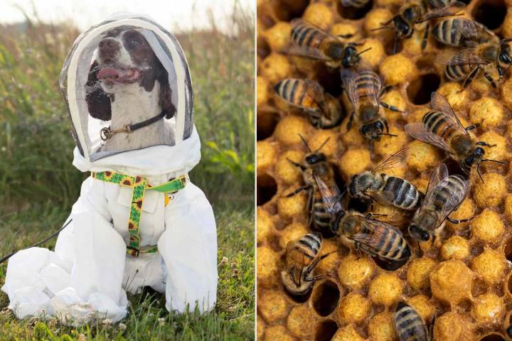 Dog Assists with Bee Conservation While Wearing Beekeeping Suit