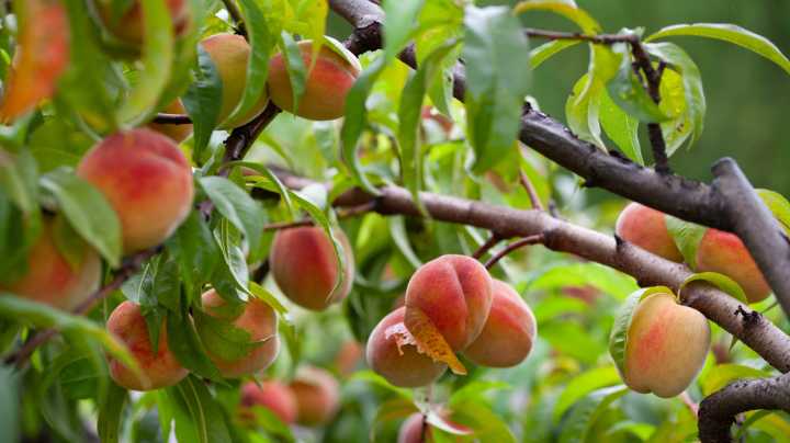 Essential Gardening Tips For Growing Healthy Peach Trees