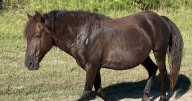 Horse struck, killed in Corolla Monday morning: CWHF