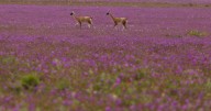 SONAMI acude a Tribunales para invalidar la creación del Parque Nacional Desierto Florido: Acusan expropiación regulatoria