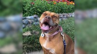 Dog Locked In Cage For Lifetime Smiles Again Thanks To Illinois Rescuers