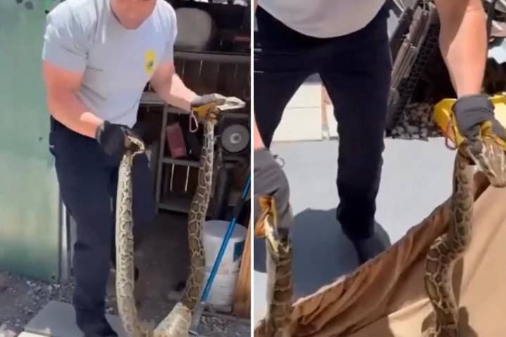 Firefighters capture Burmese python from Miami home in shocking video