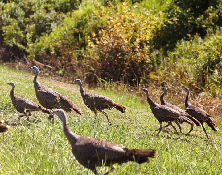 Osceola toll road through Split Oak needs more protected land