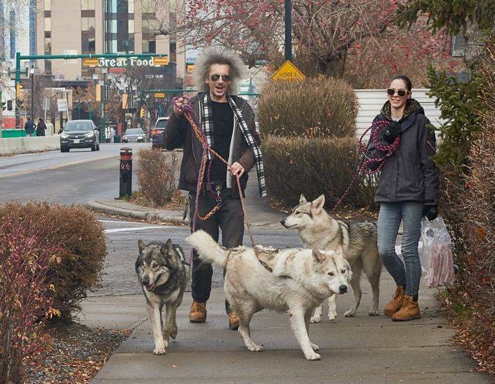 Alberta sanctuary offers lifeline to illegally raised wolf pack belonging to Sudbury man
