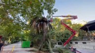 Objetivo de Cáceres: curar la palmera enferma de Cánovas