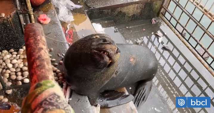 Lobo marino deja con heridas graves a turista extranjero que quiso "interactuar" con él en Valdivia