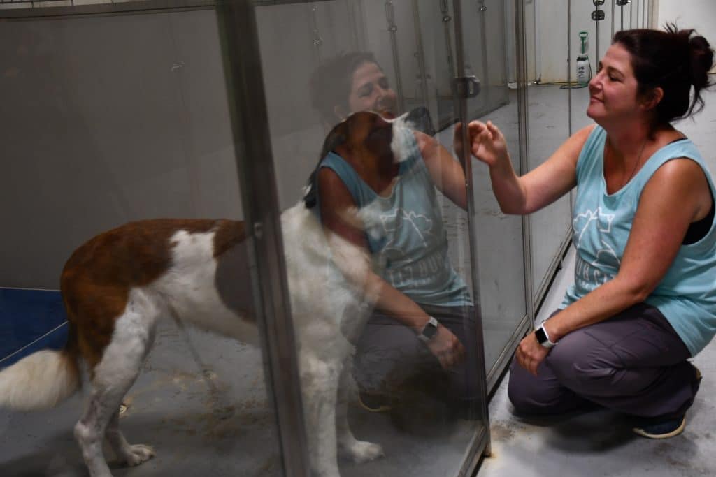 Mississippi leads nation in deadly heartworm infections in dogs