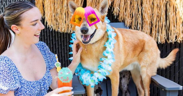 Weekend To Do List: Summer festivals and a luau for dogs in Massachusetts