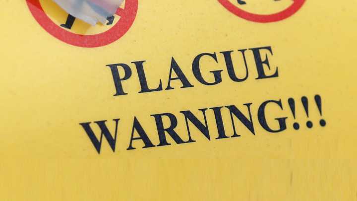Medieval disease that once killed a third of Europe is found in US state after patient bitten by infected flea by lake