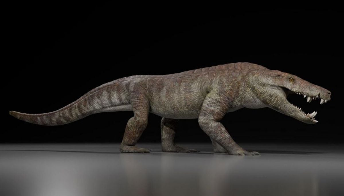Hallan nuevo "hipercarnívoro" en la Patagonia que se pudo haber alimentado de dinosaurios