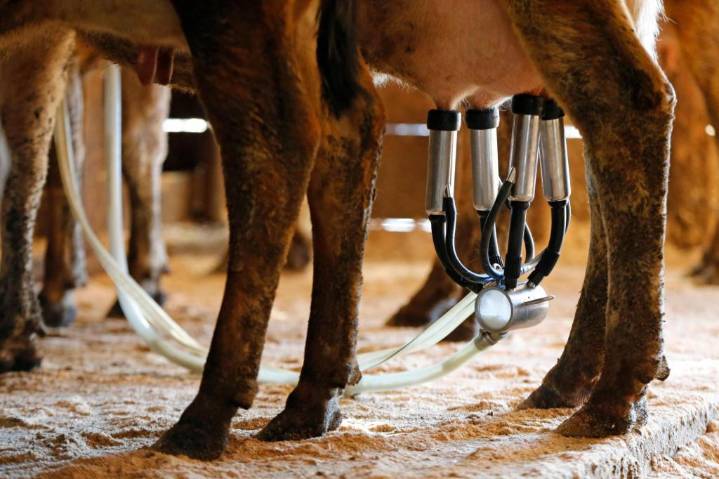 Coastal Florida farm is identified as source of raw milk that sickened 21