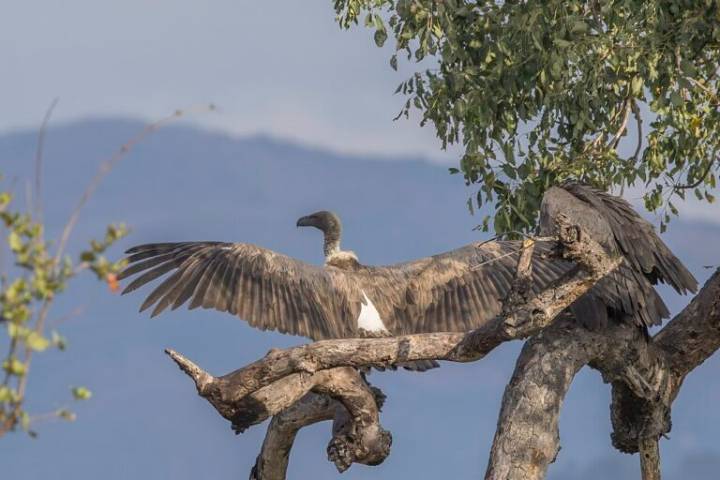 What we can learn from the Nuer people and their sacred birds