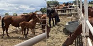 Colorado man charged with 84 counts of animal abuse, 79 horses rescued