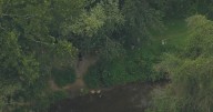 Deaths of about 30-40 fish in Chester Creek under investigation in Aston Township, Pennsylvania
