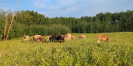 Proposed mega dairies in eastern ND Spark environmental concerns