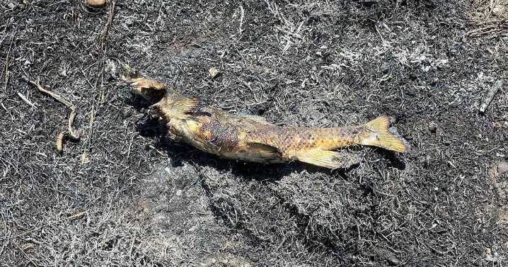 Bird blamed for dropping fish on power line, sparking "heavy fire" in Canada