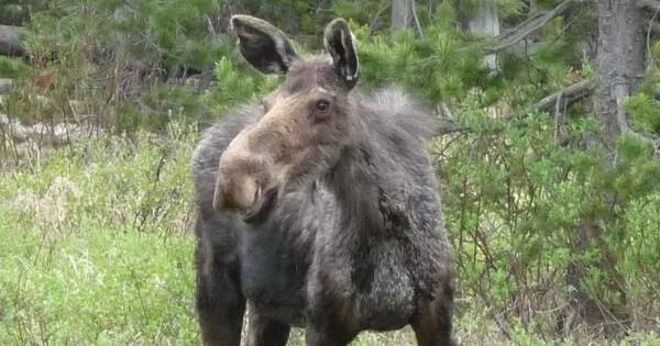 Cow moose euthanized south of Twin Falls after vehicle collision