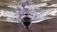 ‘Weird Looking’ Otter Poo Reveals an Unexpected Role in Parasite Control