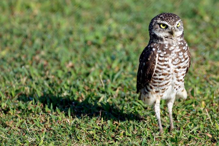 FAU is owl-in on displacing burrowing owls | Pat Beall – Sun Sentinel