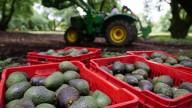 EU sanciona a "El Abuelo" y otros seis integrantes de Cárteles Unidos y Los Viagras por extorsión de agricultores en Michoacán
