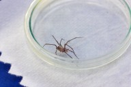 Científicos chilenos son reconocidos internacionalmente por hallazgo en el comportamiento de una araña de rincón