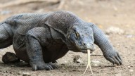 Día Mundial del Lagarto: 3 curiosidades del dragón de Komodo, el lagarto más grande de mundo