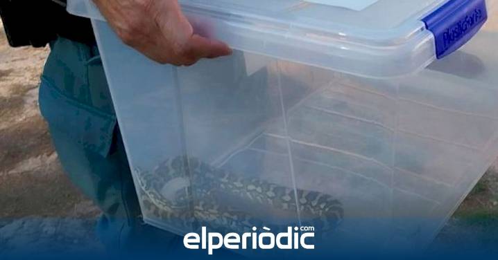 Una vecina de Cullera descubre una serpiente en el toldo de su casa y destapan un zoológico clandestino: "Colgaba algo extraño"