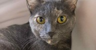 PETS OF THE WEEK: Blue and Spice