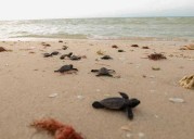 YUCATÁN | Agreden a voluntarios tortugueros en Sisal; ENES Mérida exige justicia y mayor seguridad