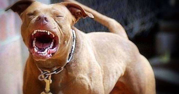 Niño de 7 años sufre graves heridas tras ser atacado por dos pitbulls en Florida